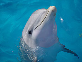 Delphin - Symbol im Logo von Sylvia Klein